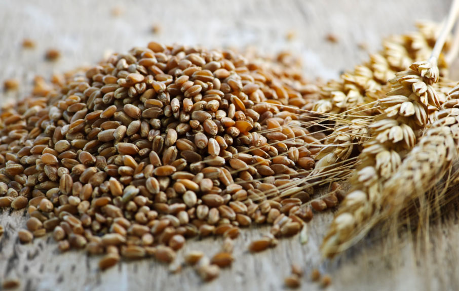 grain